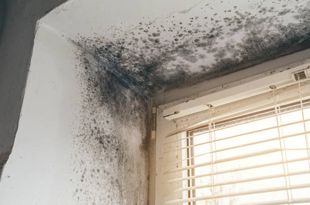 Affordable Mold Inspection And Testing solutions in Mahaffey, PA